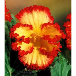 Бегония Маргината Жълта - 2 крушки - Begonia x tuberhybrida