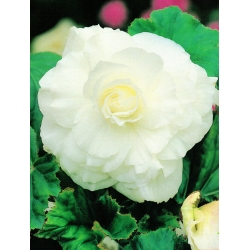 Begonia ×tuberhybrida  - branco - pacote de 2 peças