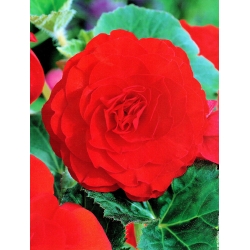 Begonia Large Flowered Double Red - 2 bulbs