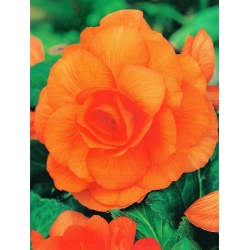 Begonia ×tuberhybrida  - laranja - pacote de 2 peças