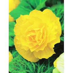 Begonia Large Flowered Double Yellow - 2 bulbs