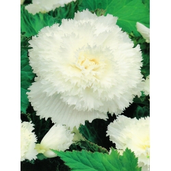 Begonia Fimbriata - vit - paket med 2 stycken