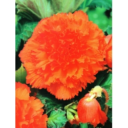Begonia Fimbriata - arancione - pacchetto di 2 pezzi