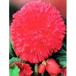 Begonia  Fimbriata - rosa - pacote de 2 peças - Begonia Fimbriata