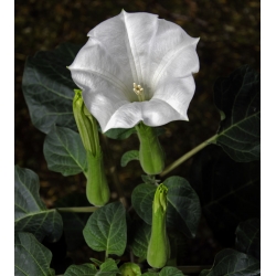 Trobenta belega hudiča; metel - 28 semen - Datura fastuosa - semena