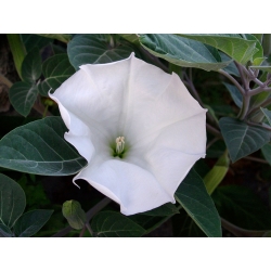 Trúbka bieleho diabla; metel - 28 semien - Datura fastuosa - semená