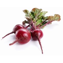 Rdeča pesa "Astar" - idealna za sokove in koncentrate - 500 semen - Beta vulgaris - semena