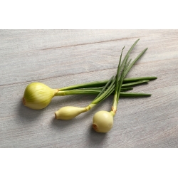 Зимен лук "Хиберна" - за луковици и лук - 500 семена - Allium cepa L.