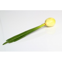 Vanlig løk - Hiberna - 500 frø - Allium cepa L.