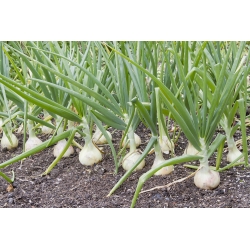 Zimski luk "Hiberna" - za lukovice i vlasac - 500 sjemenki - Allium cepa L. - sjemenke