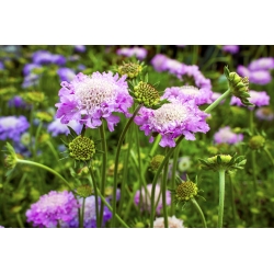 Scabiosa, pincushion blomma - färgblandning - 110 frön - Scabiosa atropurpurea