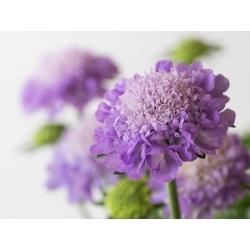Scabiosa, pincushion flower - mix de cores - 110 sementes - Scabiosa atropurpurea