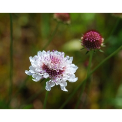 Scabiosa, pincushion flower - mix de cores - 110 sementes - Scabiosa atropurpurea