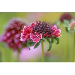 Scabiosa, pincushion ziedu - krāsu maisījums - 110 sēklas - Scabiosa atropurpurea