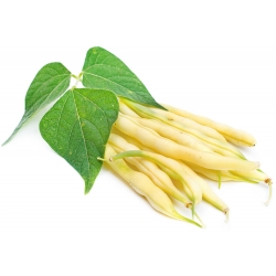 Bean "Furora Polana" - lazat dan tahan terhadap penyakit - Phaseolus vulgaris L. - benih