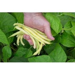 ถั่วเขียวเหลือง "Erla" - Phaseolus vulgaris L. - เมล็ด