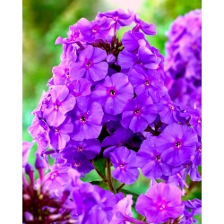 Phlox Purple - květinové cibulky / hlíza / kořen