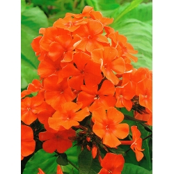 Phlox Orange - 알뿌리 / 덩이 식물 / 뿌리