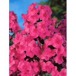 Phlox Pink - květinové cibulky / hlíza / kořen