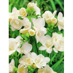 Freesia Double White - 10 kvetinové cibule