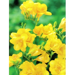 Freesia Double Yellow - 10 květinové cibule