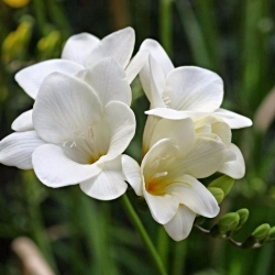 Freesia Single White - 10 bebawang