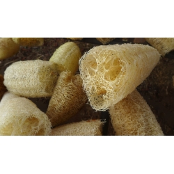 Sünger kabak, Mısır salatalık, Vietnamca luffa - 9 tohum - Luffa cylindrica - tohumlar