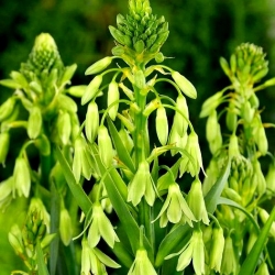 Galtonia Viridiflora, Sommerhyazinthe, Grünliche Sommerhyazinthe, Grünblühende Kaphyazinthe