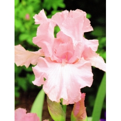 Iris germanica Pink - bebawang / umbi / akar