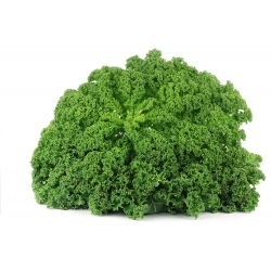 Kale "Kadet" - tinggi dengan daun yang sangat keriting - 600 biji - Brassica oleracea L. var. sabellica L. - benih
