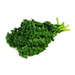 Kale "Cadet" - vysoký so silne zvlnenými listami - 600 semien - Brassica oleracea L. var. sabellica L. - semená