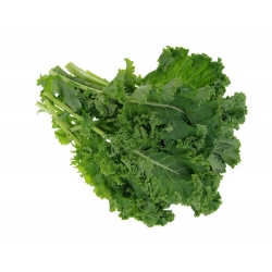 Kale "Corporal" - crecimiento bajo con hojas de color verde oscuro y brillo - 300 semillas - Brassica oleracea convar. acephala var. Sabellica