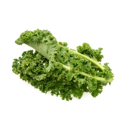 Kale "Corporal" - croissance lente avec feuilles vert foncé et brillantes - 300 graines - Brassica oleracea convar. acephala var. Sabellica