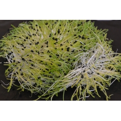 Проростання насіння - цибуля - Allium cepa L.