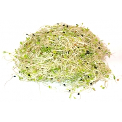 Filizlenen tohumlar - soğan - Allium cepa L.
