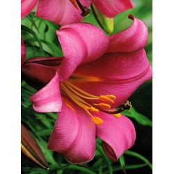 Lelie Pink Perfection - Lilium Pink Perfection