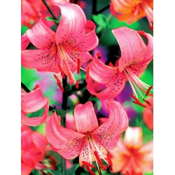 زنبق ، زنبق وردي النمر - لمبة / درنة / الجذر - Lilium Pink Tiger