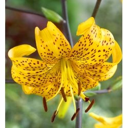 Lilium, Lily Yellow Tiger - bebawang / umbi / akar - Lilium Yellow Tiger