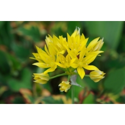 Allium Moly - 20 kvetinové cibule