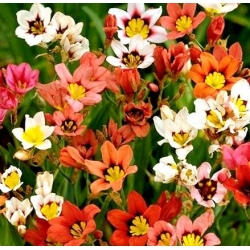 Sparaxis, amestec de flori arlequin - 20 de becuri - Sparáxis