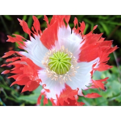 Opium poppy "Danish flag", Breadseed poppy - 1000 seeds