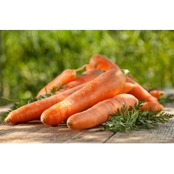 Carrot "Galicia" - medium-early variety - 2550 seeds