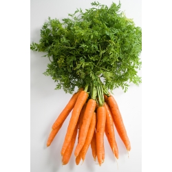 Morcov "Olympus" - varietate târzie, gustoase - 4250 de semințe - Daucus carota