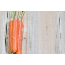 الجزرة "رومبا" - تشكيلة مبكرة ، حلوة ، برتقالية اللون - 2550 حبة - Daucus carota ssp. sativus  - ابذرة