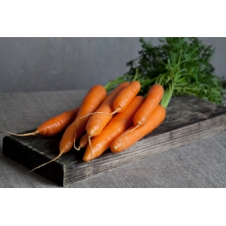 胡萝卜“伦巴” - 中等早，甜，生动的橙色品种 -  2550粒种子 - Daucus carota ssp. sativus  - 種子