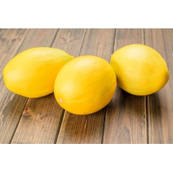 Melon - Oliwin - Cucumis melo L. - graines