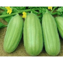 Armenian cucumber "Carosello Barese" - 40 seeds