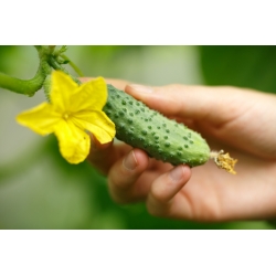 Field pickling cucumber "Anulka" - 105 seeds