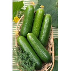 Cucumber "Iwa" - for cultivation under covers - 35 seeds