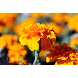 French marigold "Petite Orange" - 350 seeds